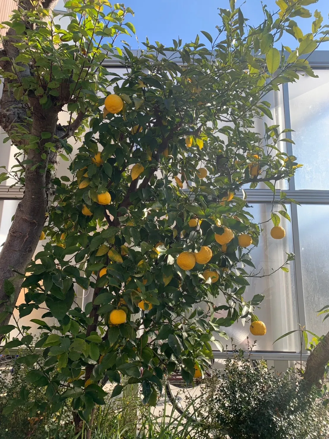 季節の楽しみ（冬編）